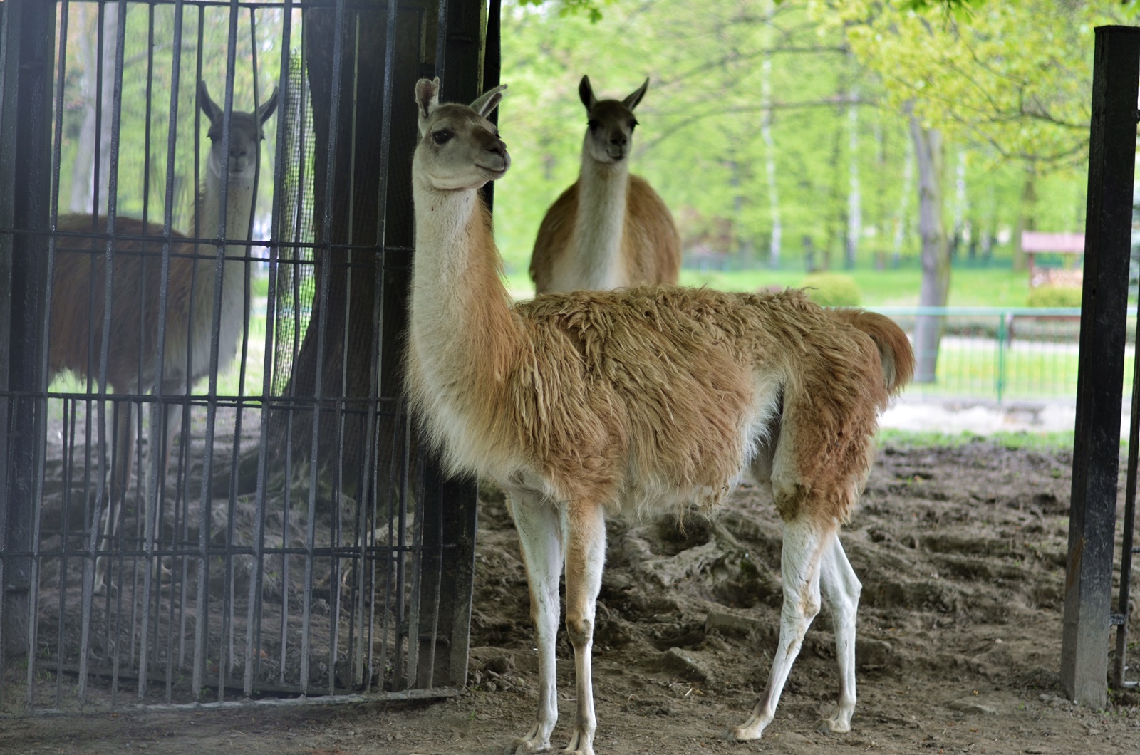 WYPAD DO ZOO