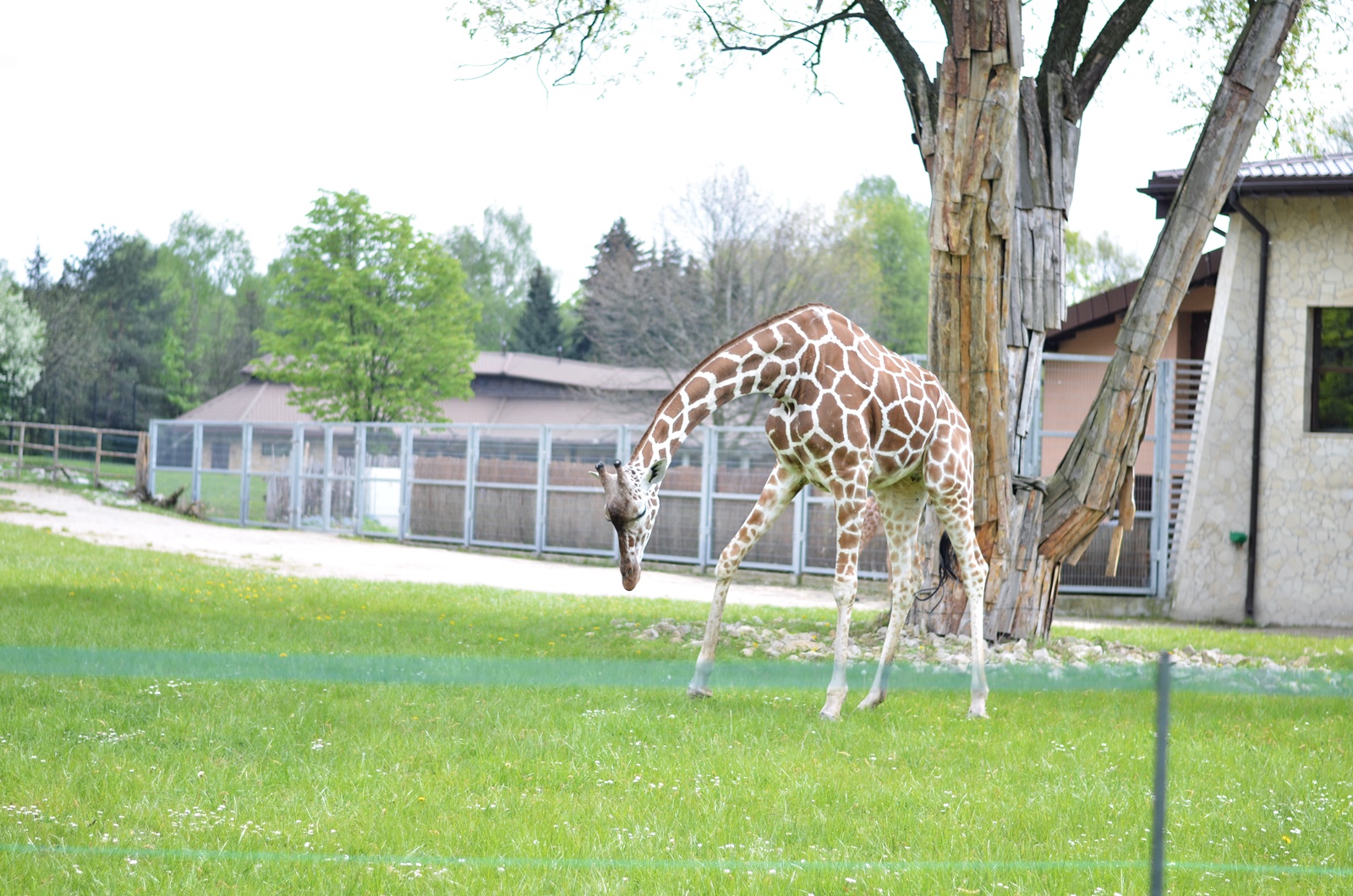 żyrafa w zoo w Chorzowie