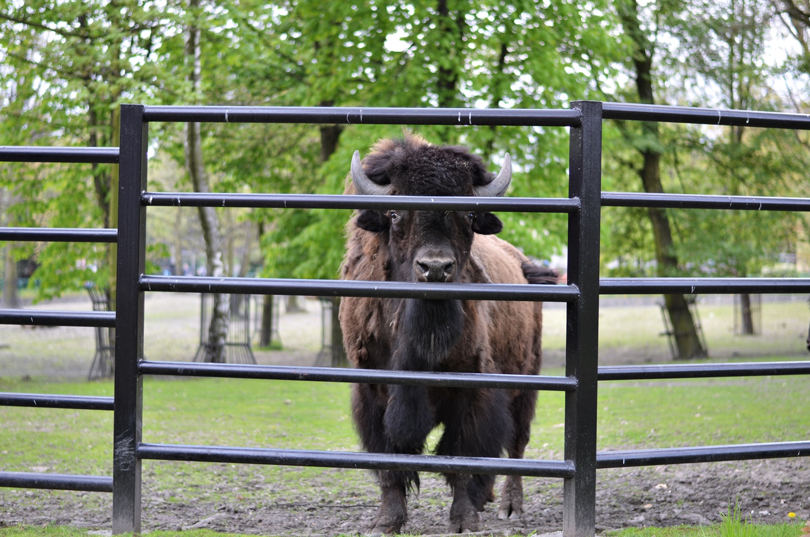 WYPAD DO ZOO