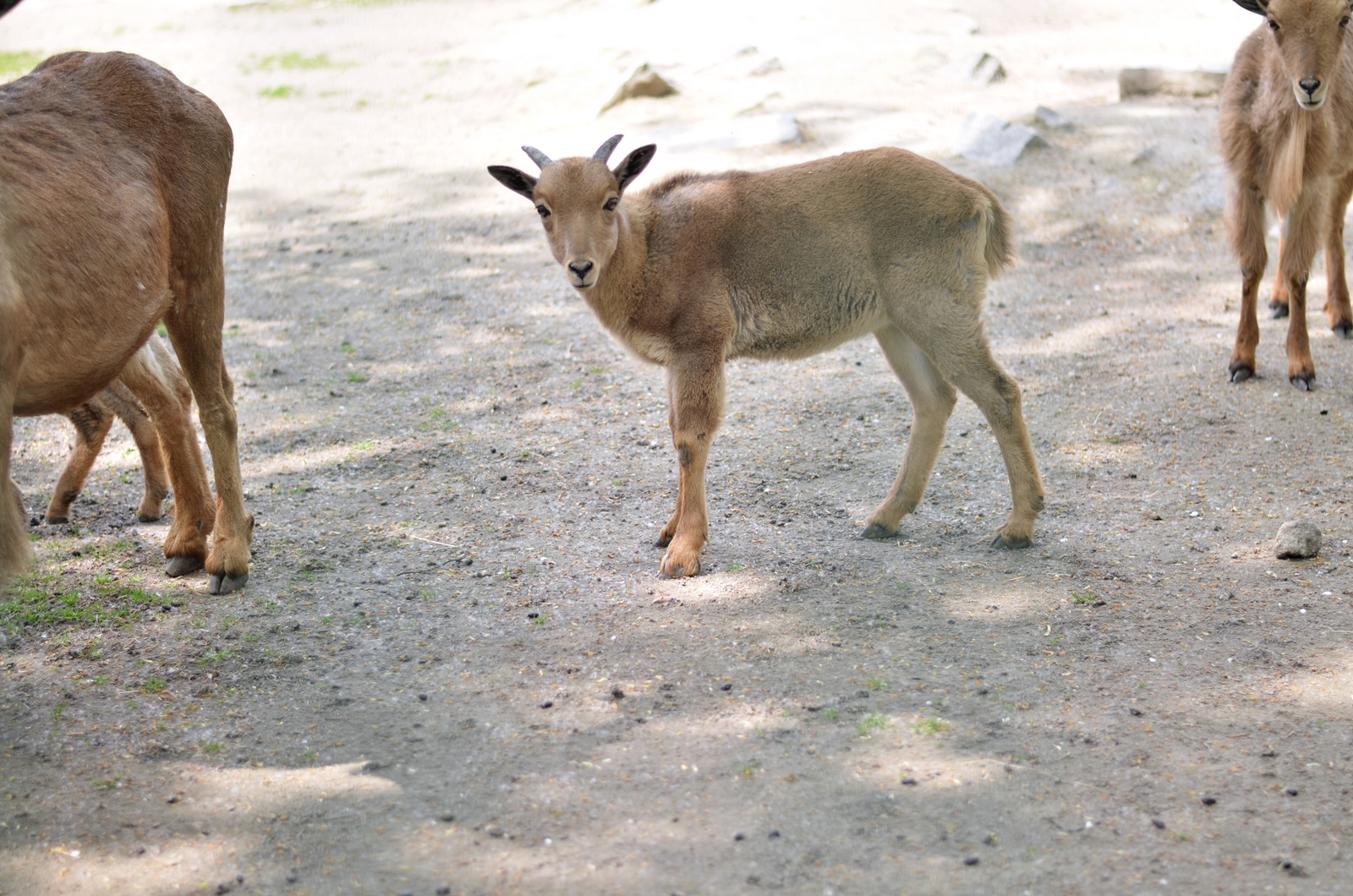 zoo