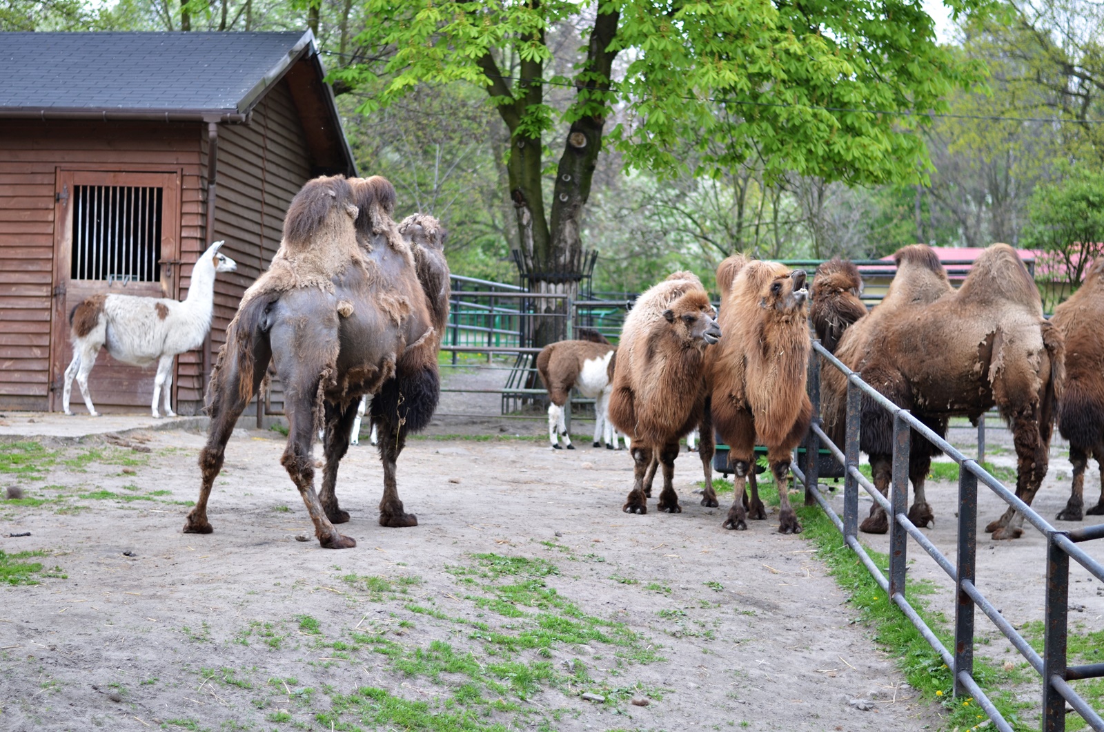 WYPAD DO ZOO
