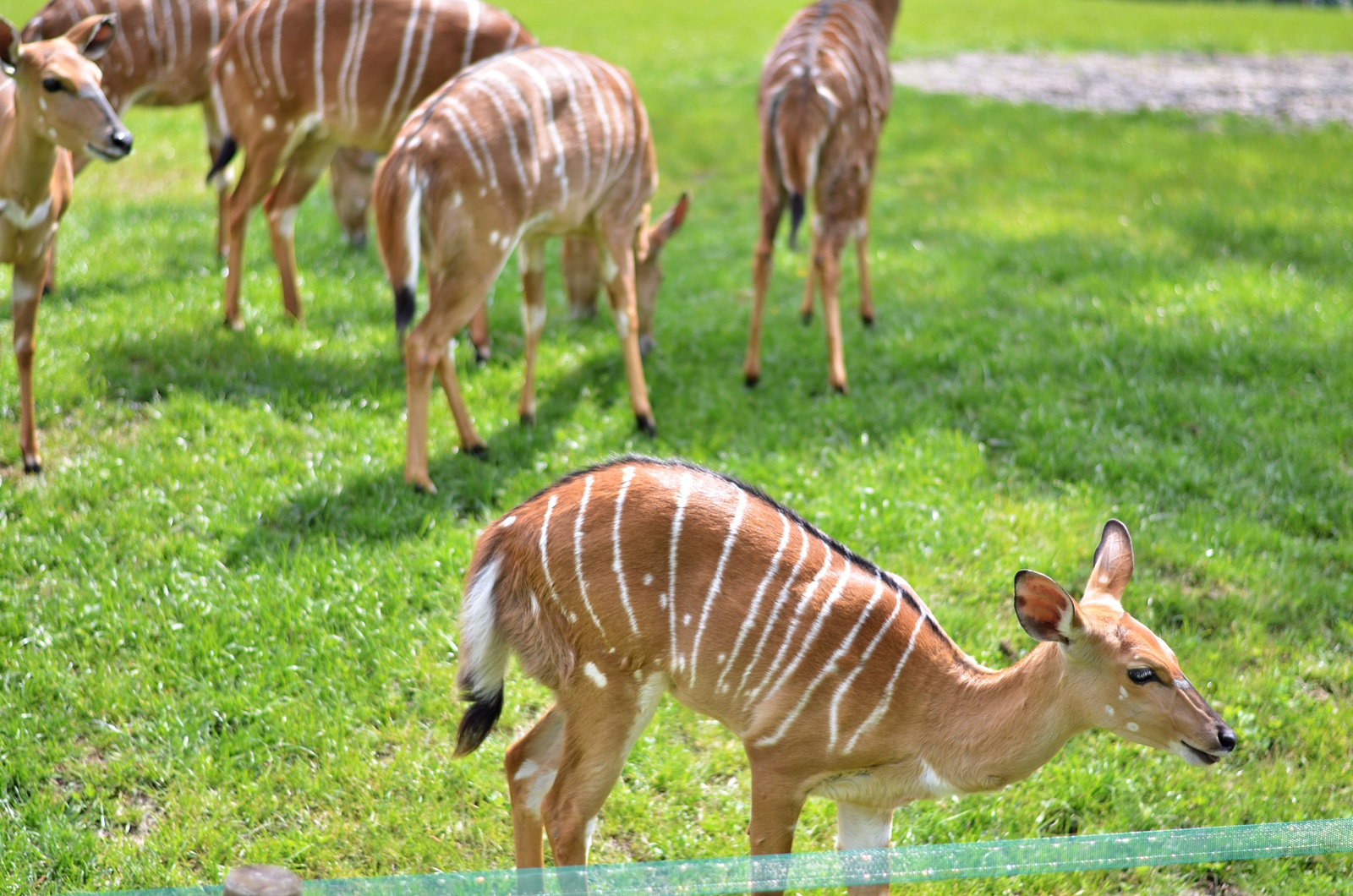 Zoo w Chorzowie