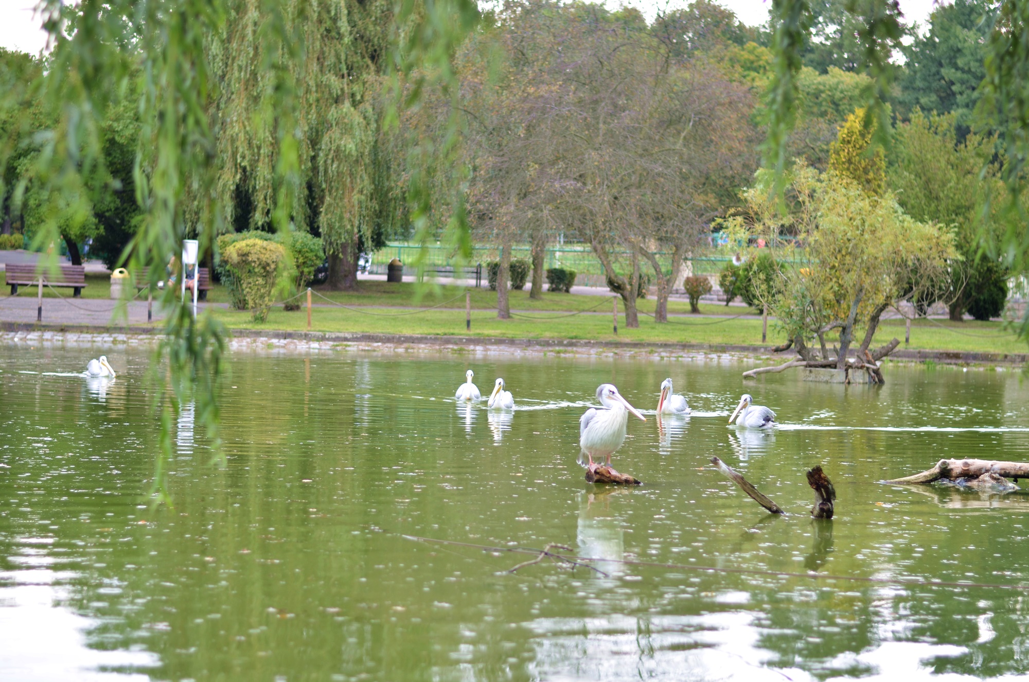 WYPAD DO ZOO