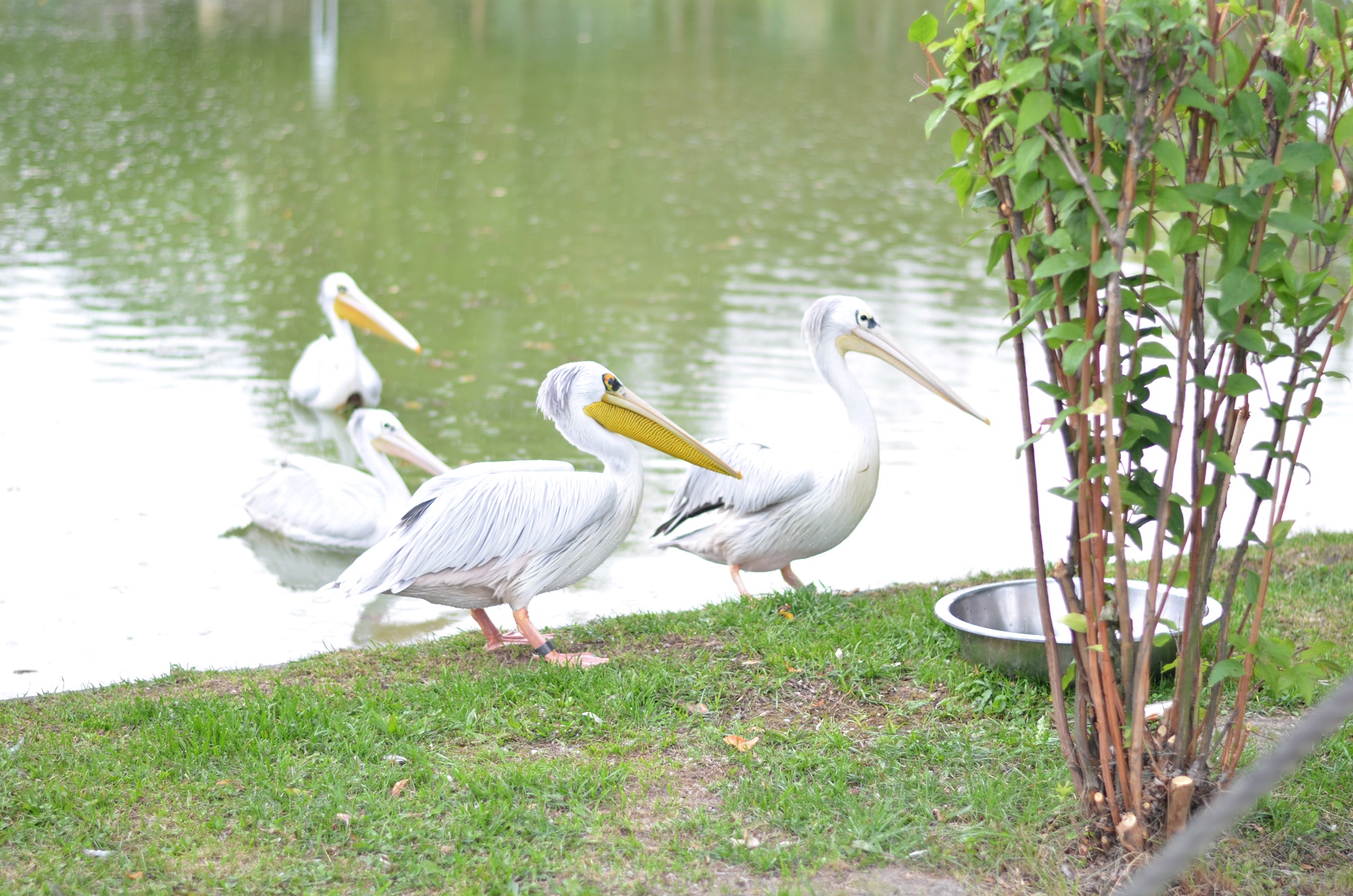 WYPAD DO ZOO