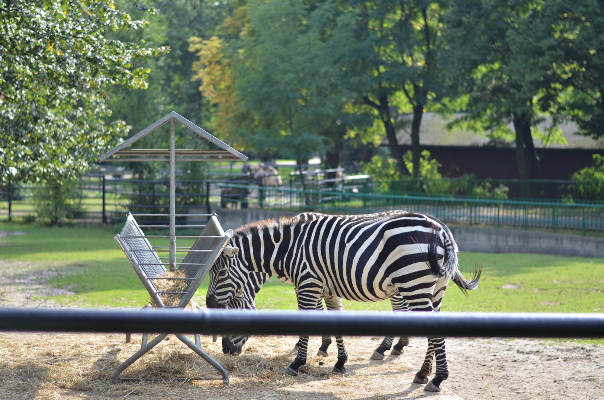 WYPAD DO ZOO