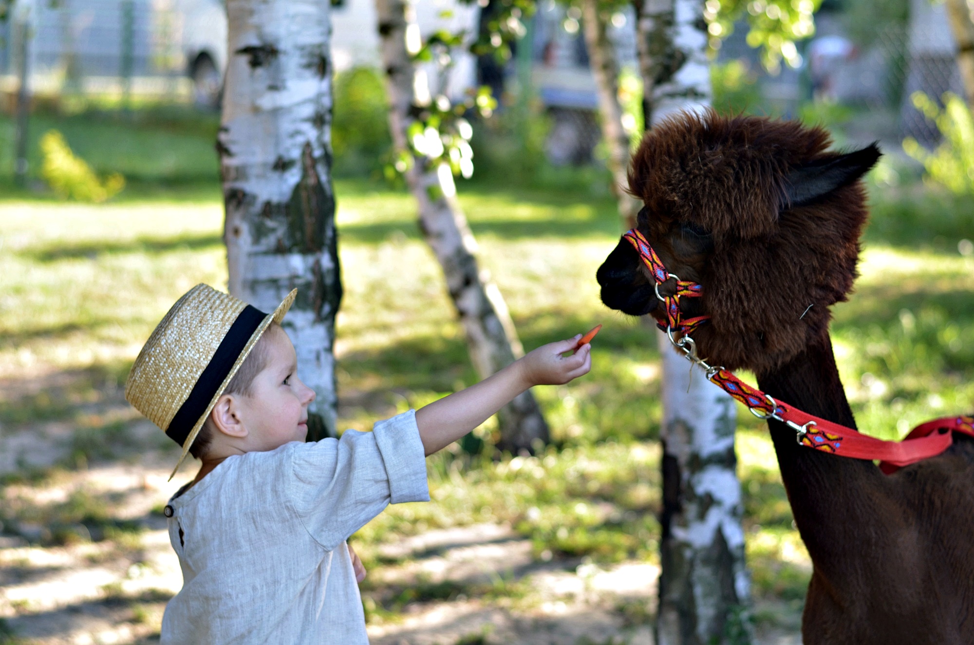 alpaki z dziećmi