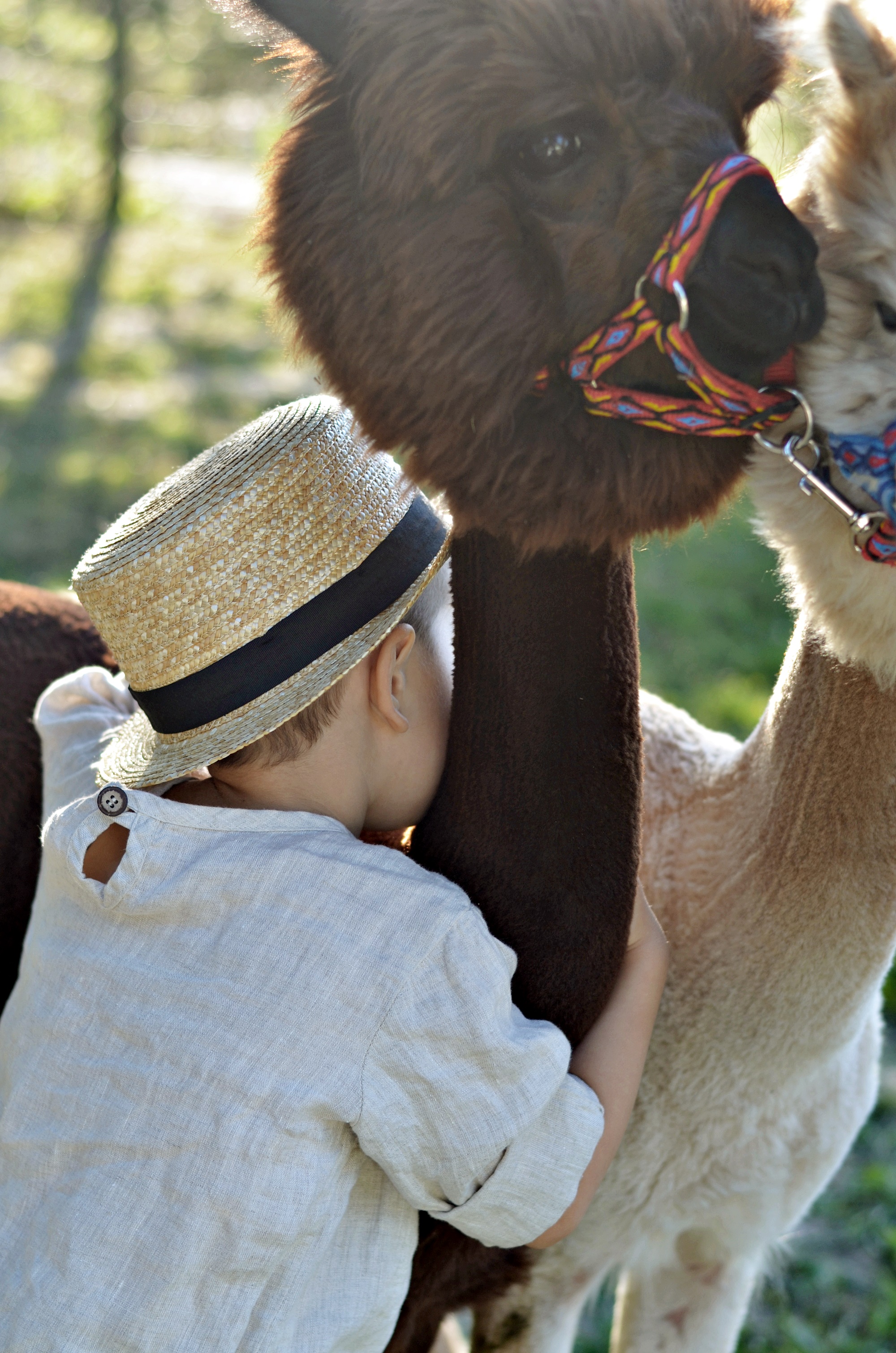przytulanie do alpaki